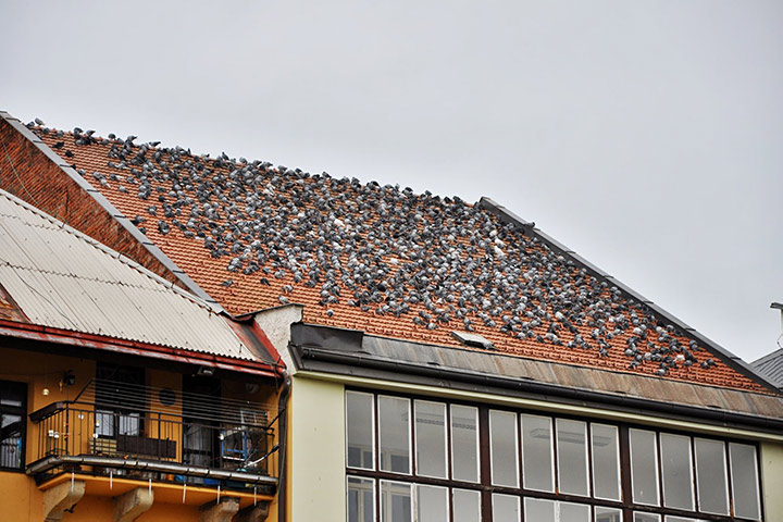 A2B Pest Control are able to install spikes to deter birds from roofs in Epsom.