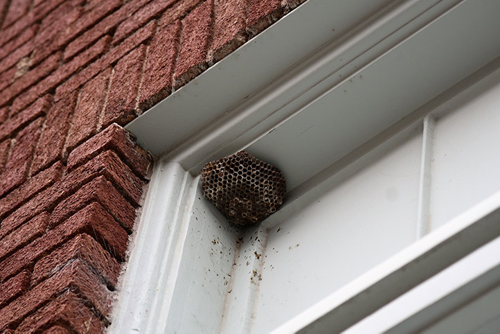 We provide a wasp nest removal service for domestic and commercial properties in Epsom.